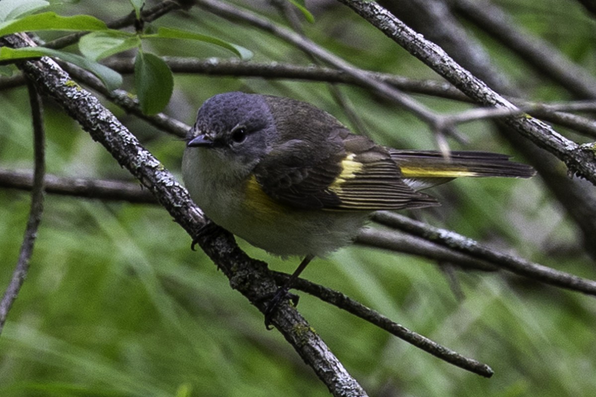 American Redstart - ML618984651