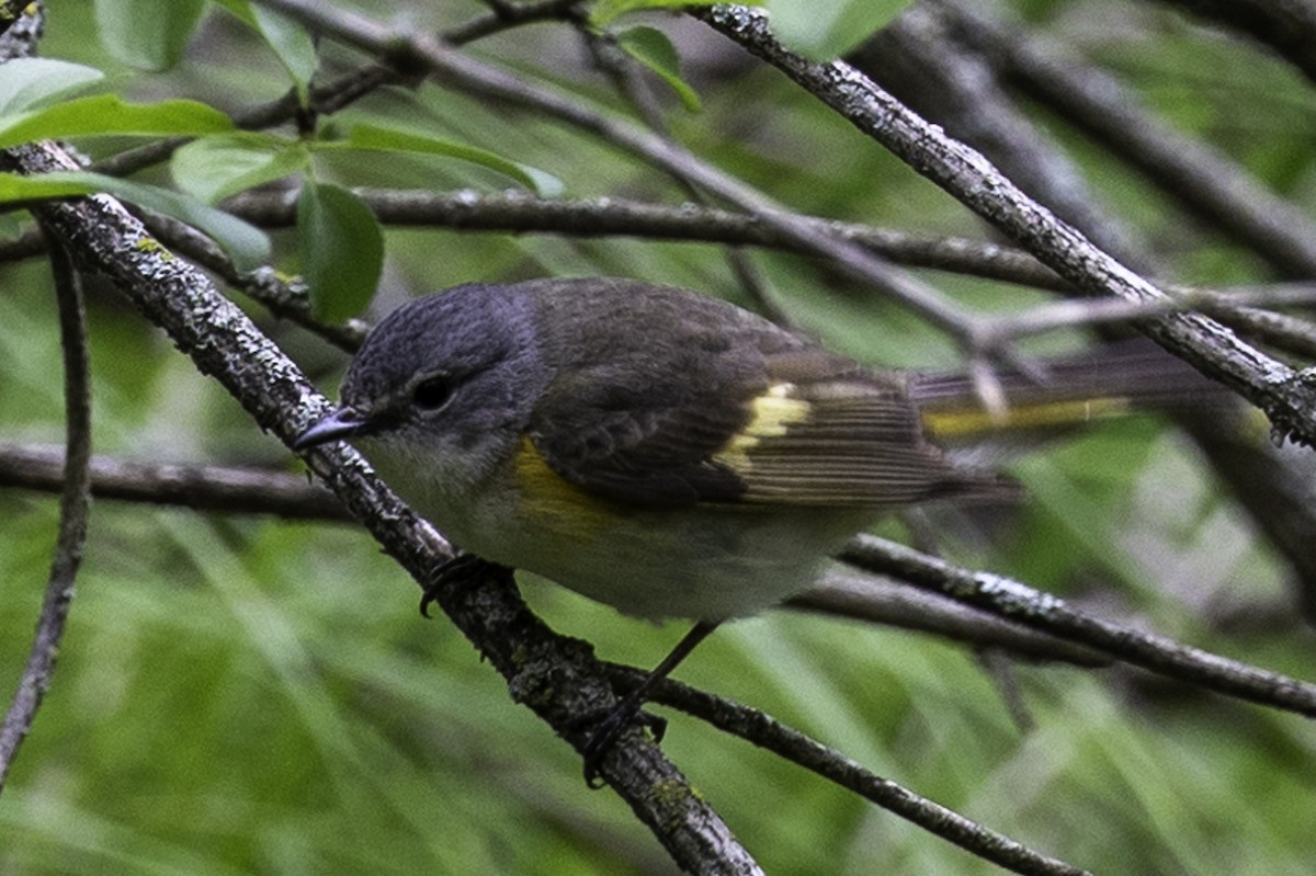 American Redstart - ML618984652