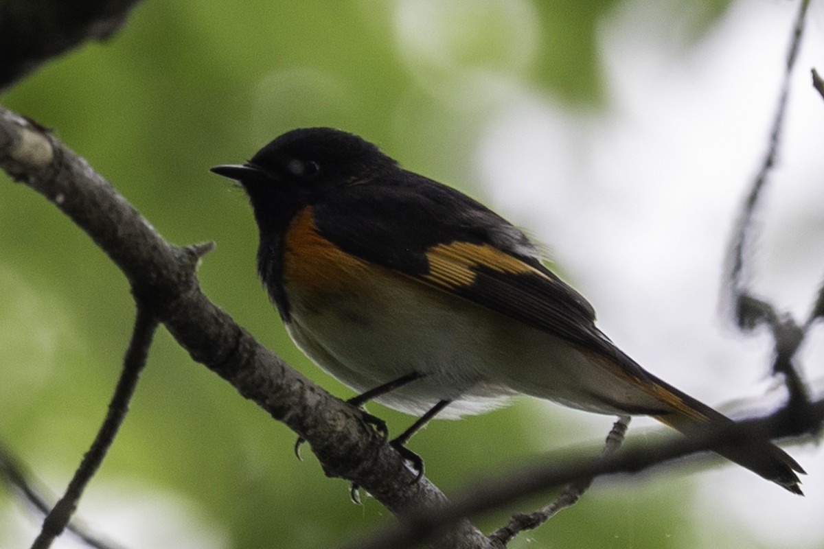 American Redstart - ML618984653