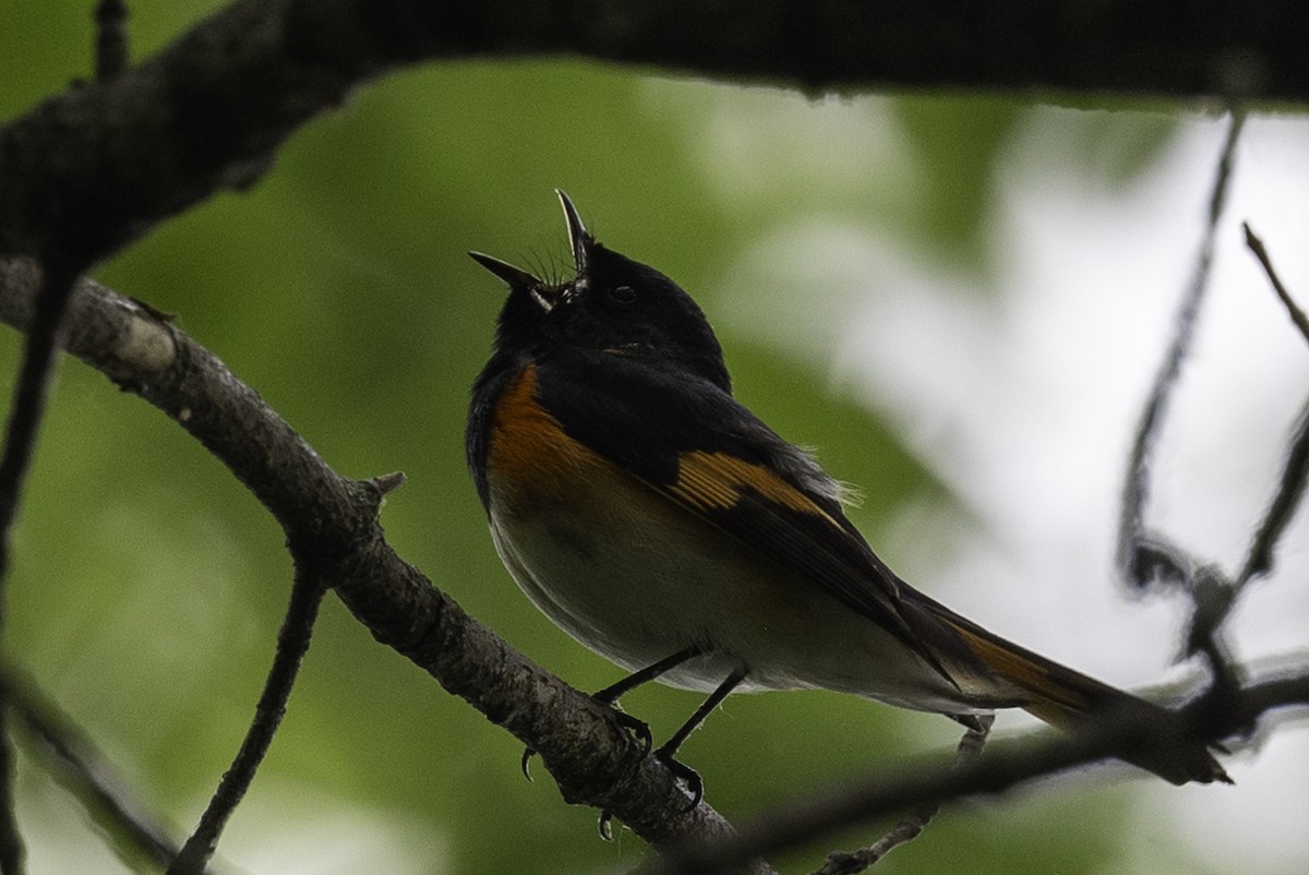 American Redstart - Else Karlsen