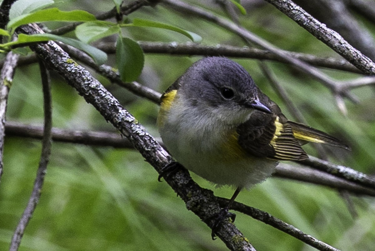 American Redstart - Else Karlsen