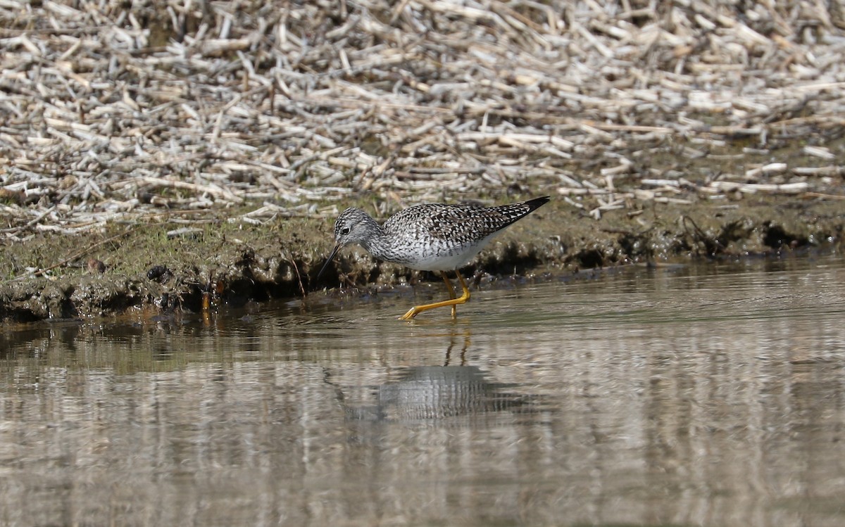 Greater Yellowlegs - Tom Beeke