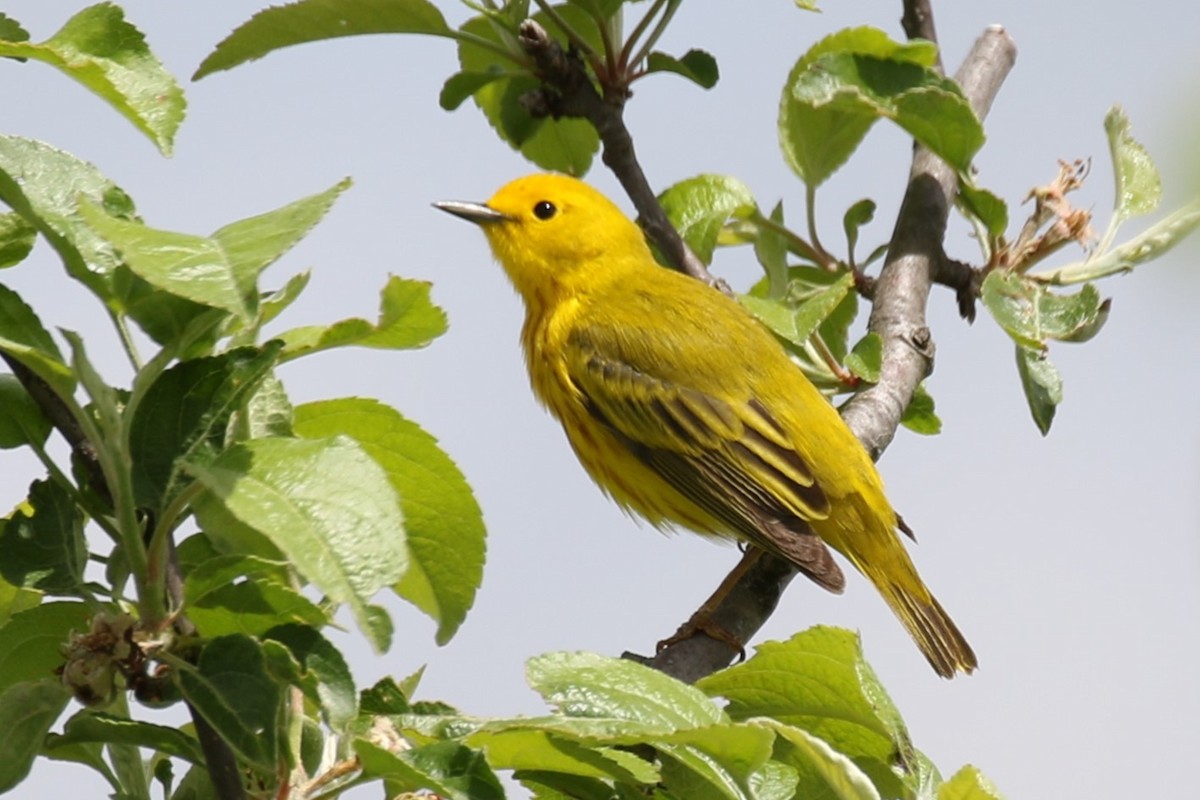 Yellow Warbler - Barry Fasciano
