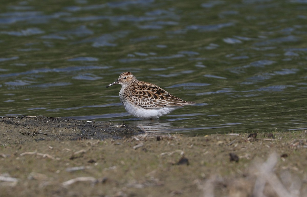 Pectoral Sandpiper - ML618984680