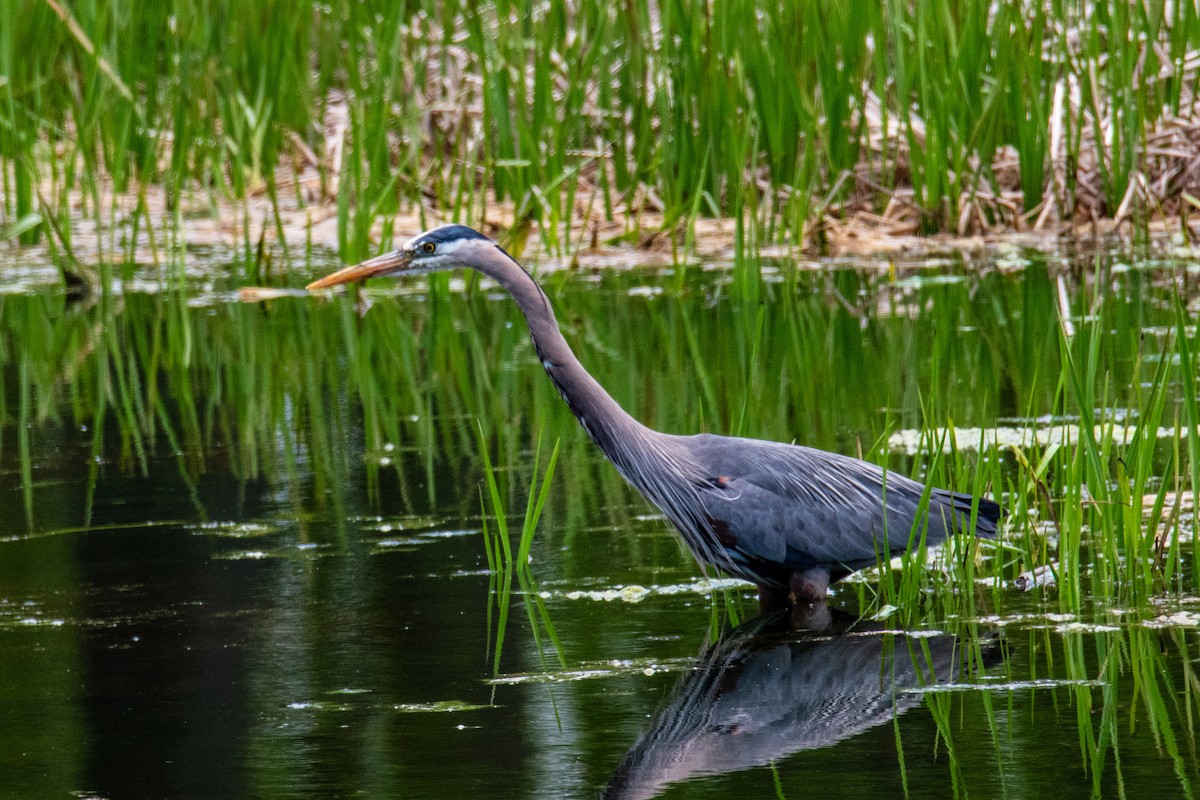 Great Blue Heron - Joshua  Vincent