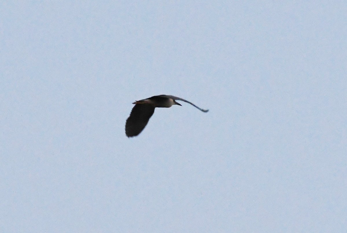 Black-crowned Night Heron - Colin Maguire