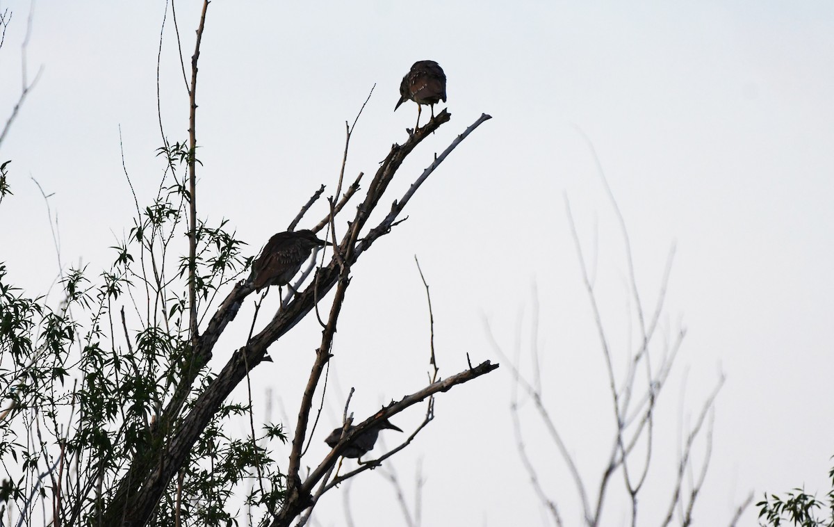 Black-crowned Night Heron - Colin Maguire