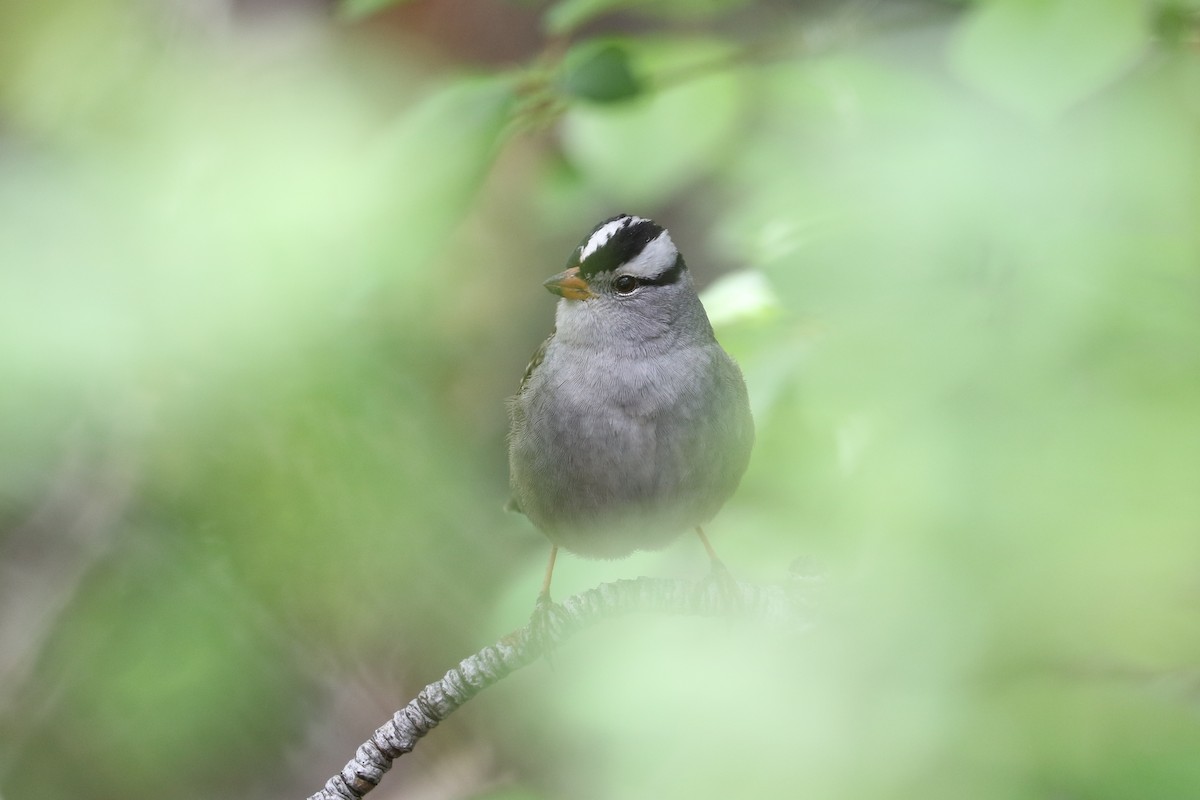 White-crowned Sparrow - ML618984735