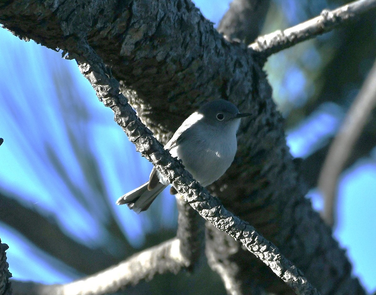 Blue-gray Gnatcatcher - michelle trotter