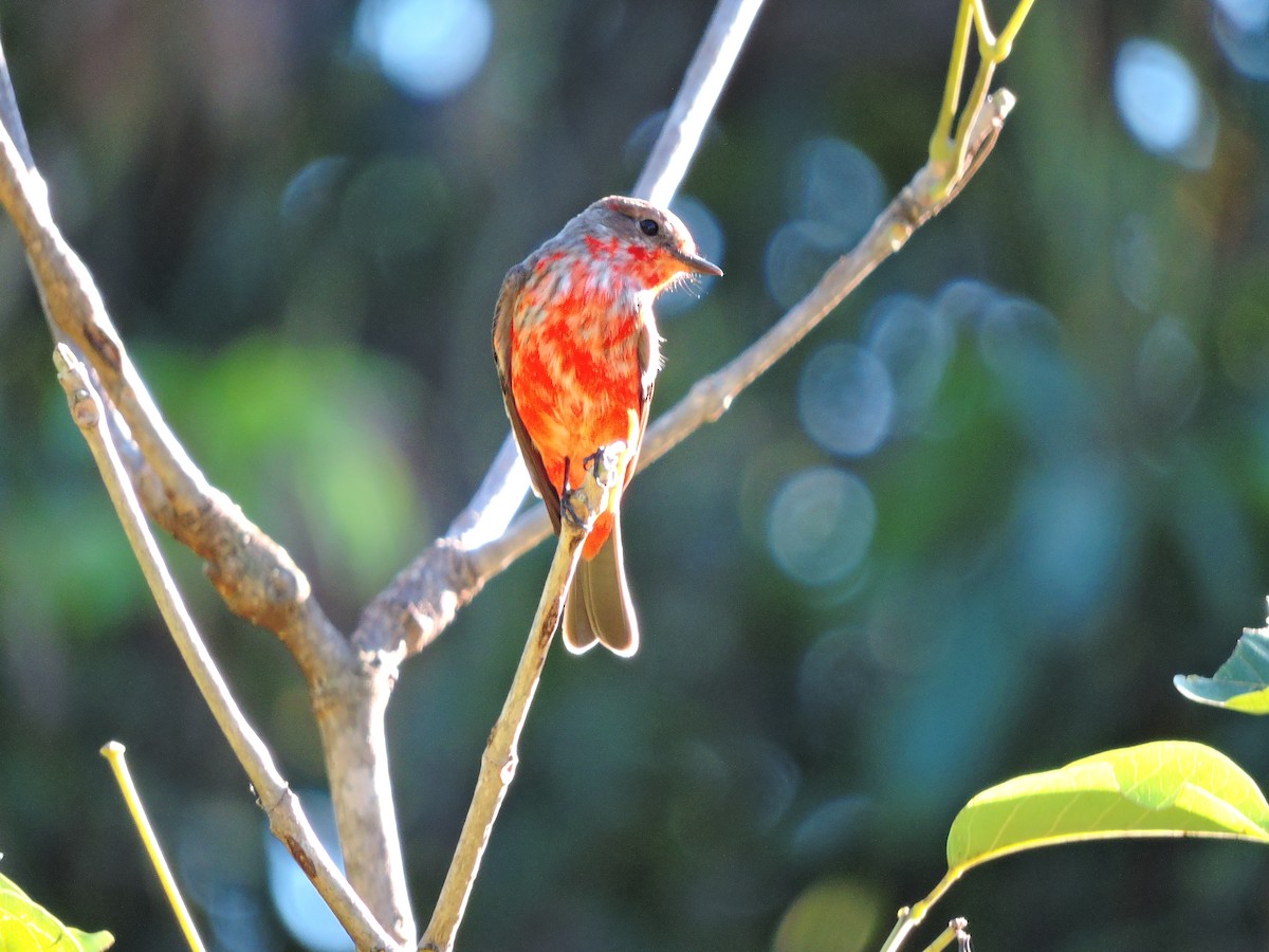 Vermilion Flycatcher - Lucas Casanova