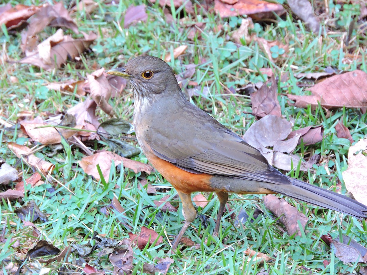 Rufous-bellied Thrush - ML618984760