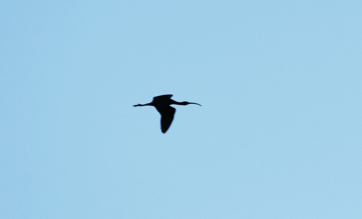 White-faced Ibis - Colin Maguire