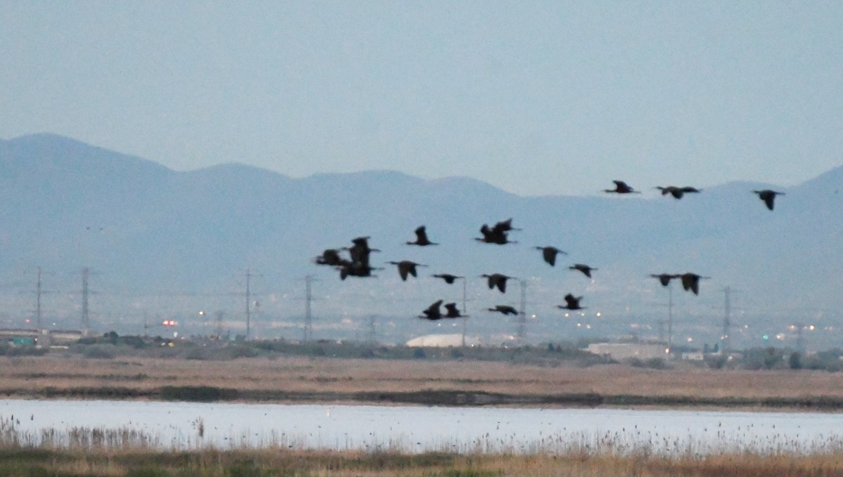 White-faced Ibis - Colin Maguire