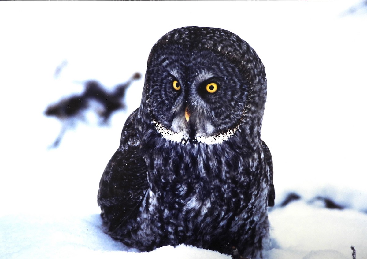 Great Gray Owl - Ed Kwater