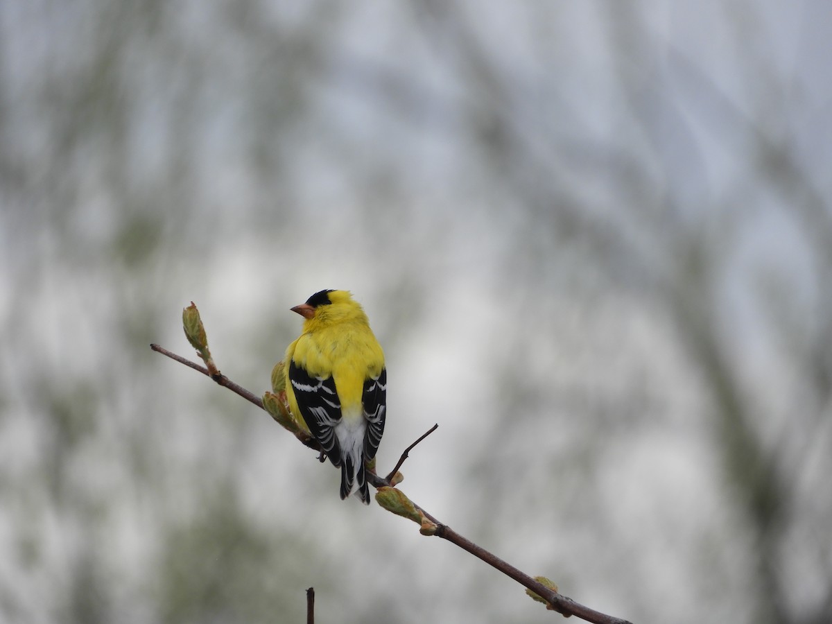 American Goldfinch - Rick Bird