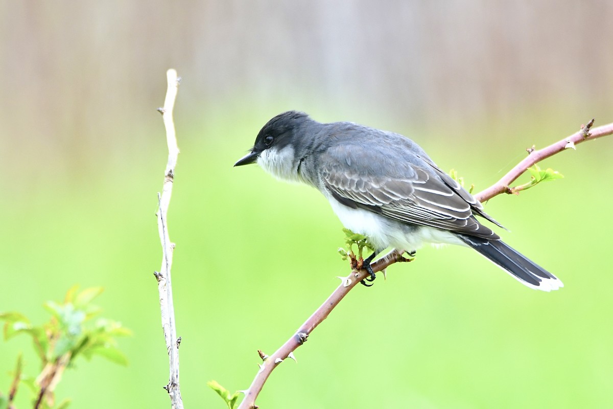 Eastern Kingbird - ML618984800