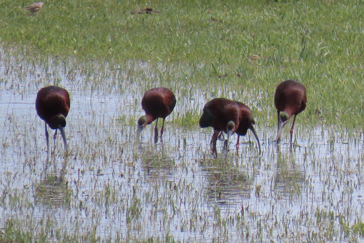 White-faced Ibis - David Orth-Moore