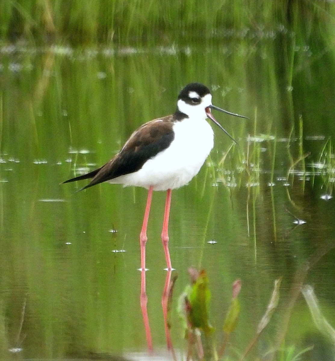 Black-necked Stilt - Sarah Hobart