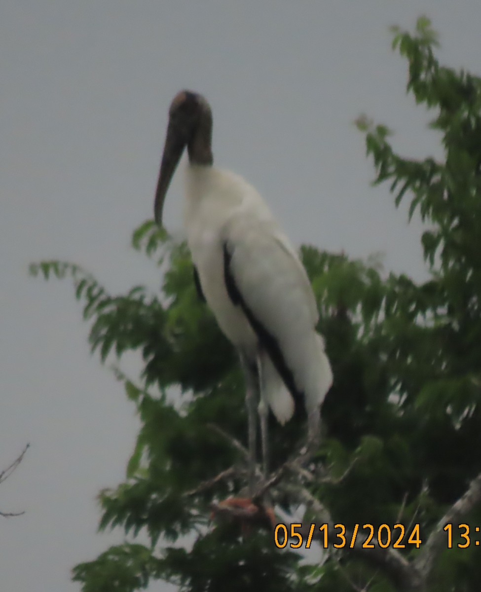 Wood Stork - J Berner