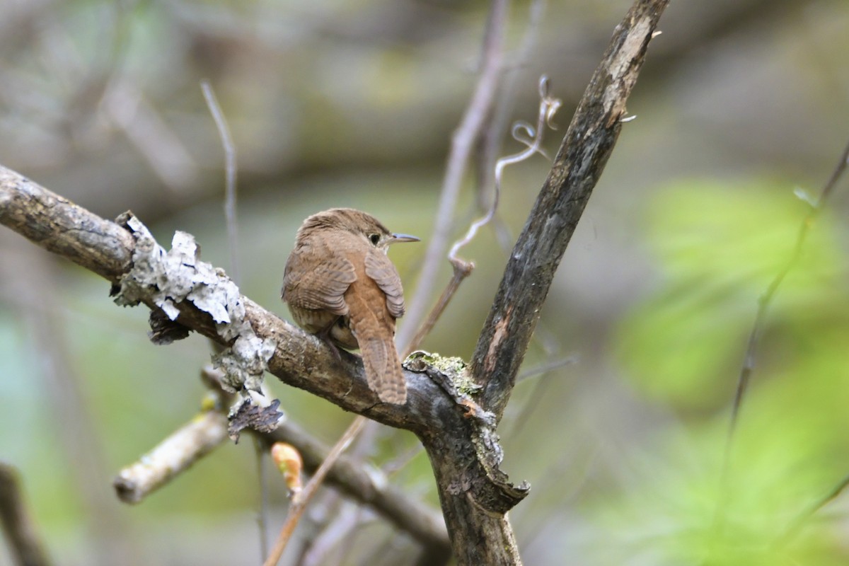 Winter Wren - ML618984837