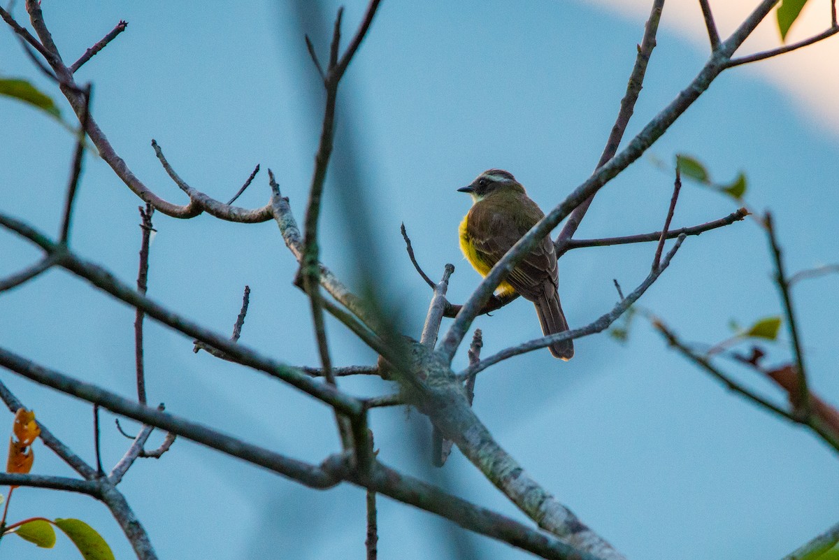 Social Flycatcher - Fundación Ecoturística Recetor Vive un Paraíso