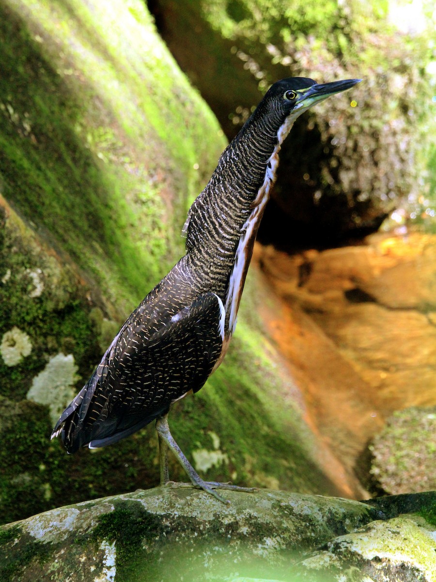 Fasciated Tiger-Heron - Evair Legal