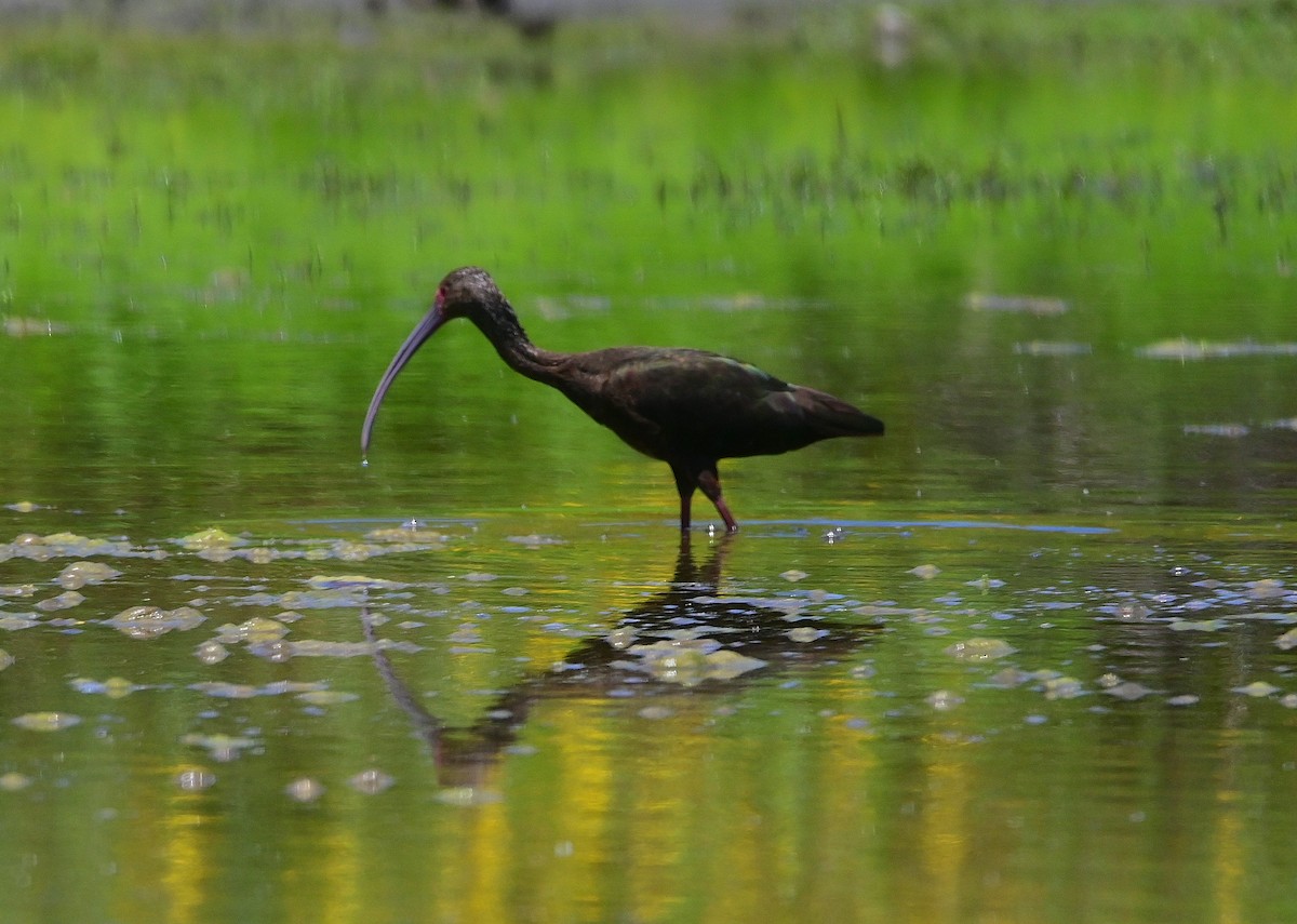 White-faced Ibis - Scott Jack