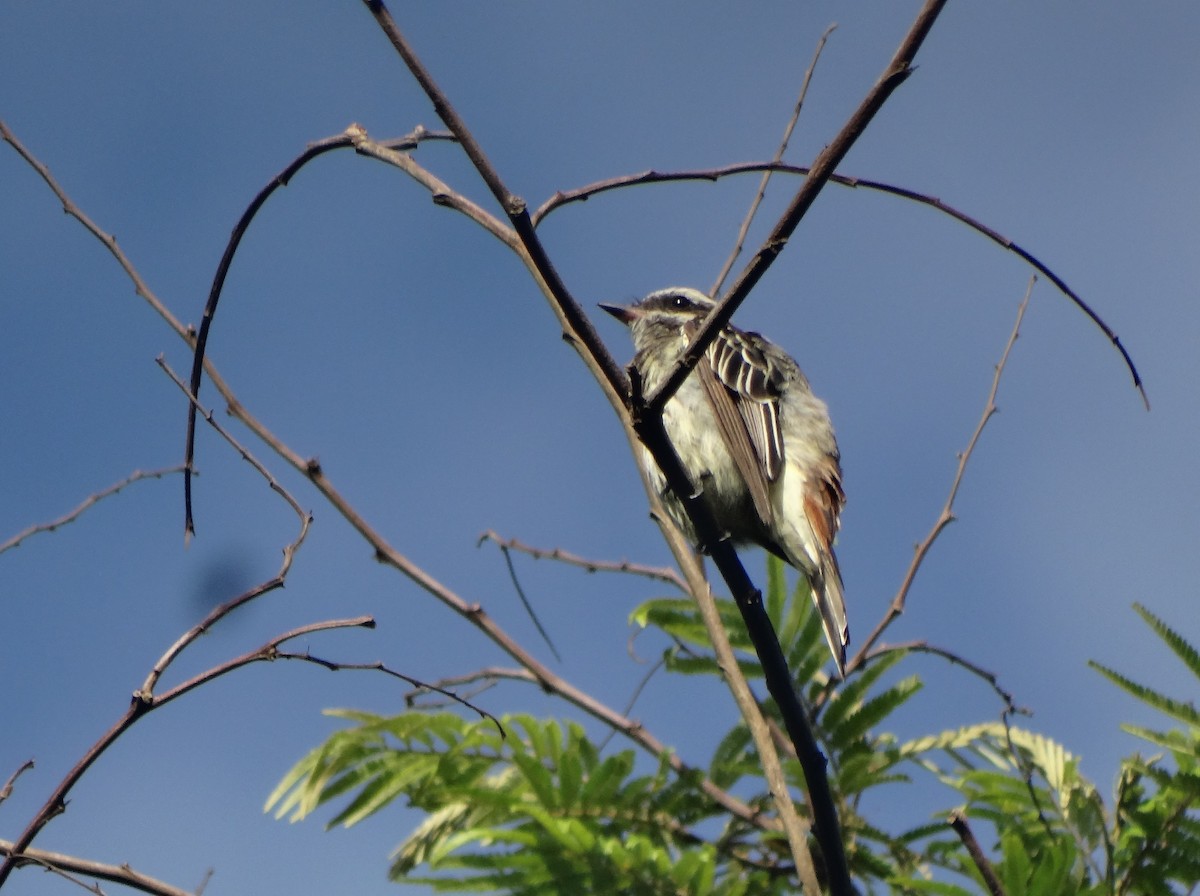 Variegated Flycatcher - Jully Shirley Niño Chaparro