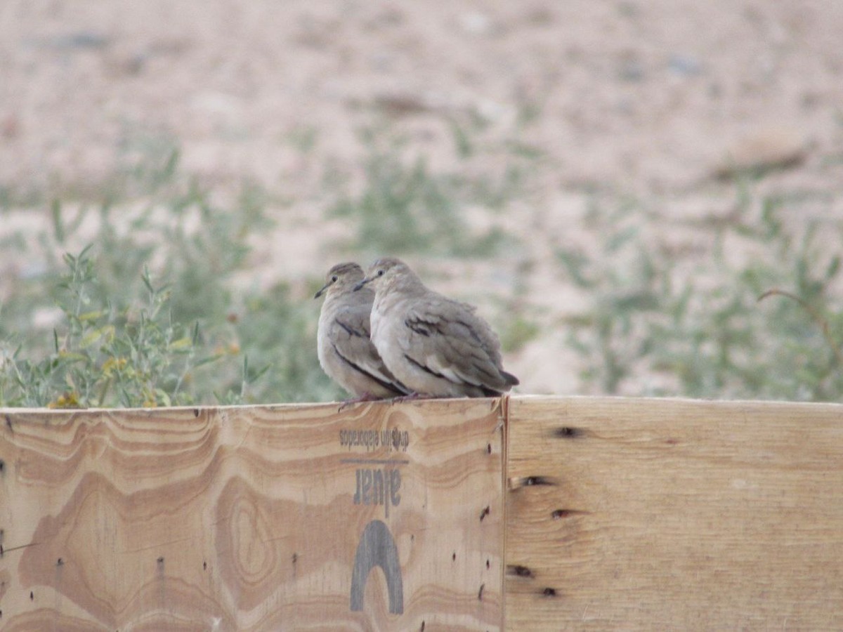 Picui Ground Dove - ML618984896