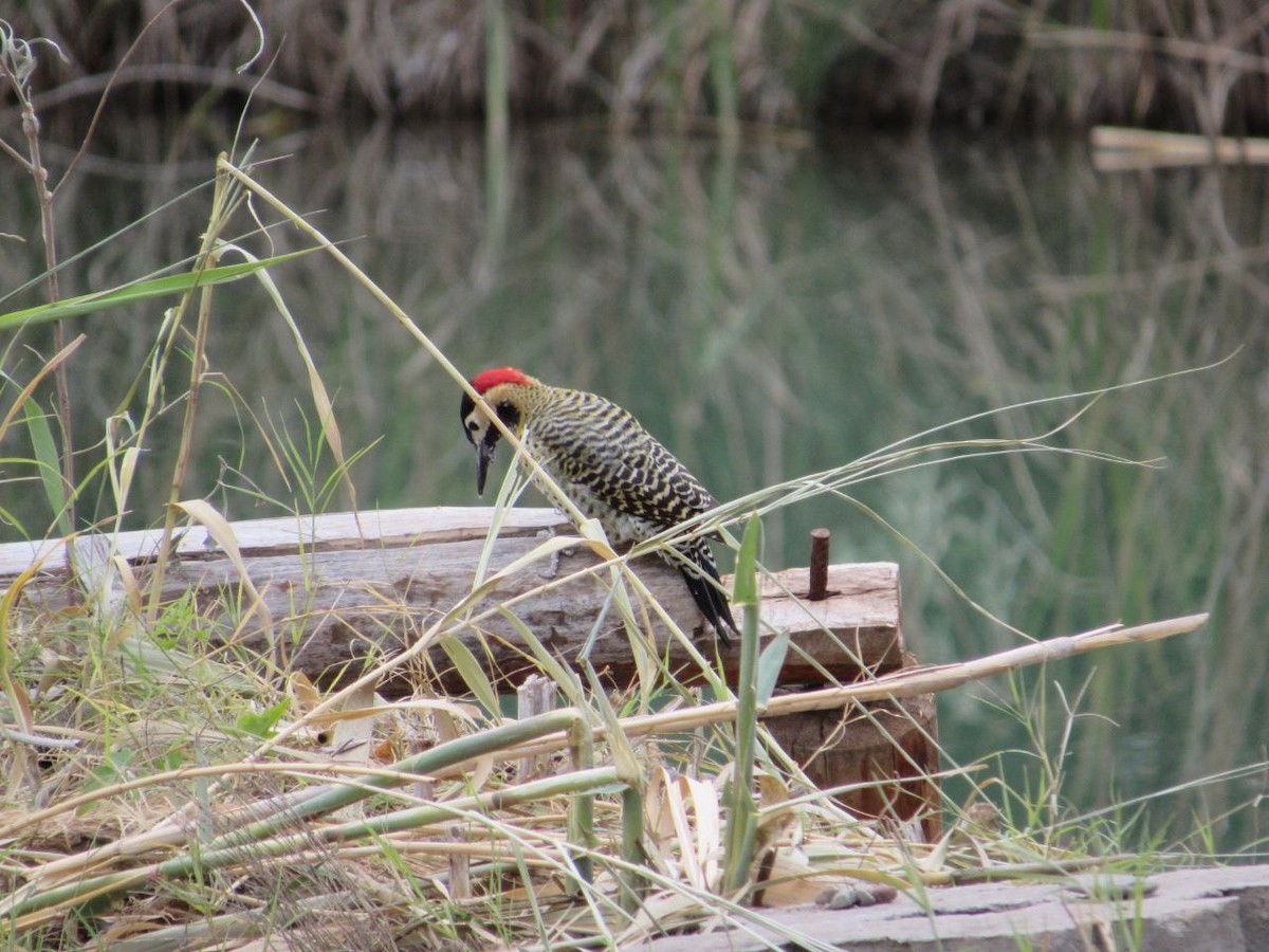 Green-barred Woodpecker - Abril Carrizo