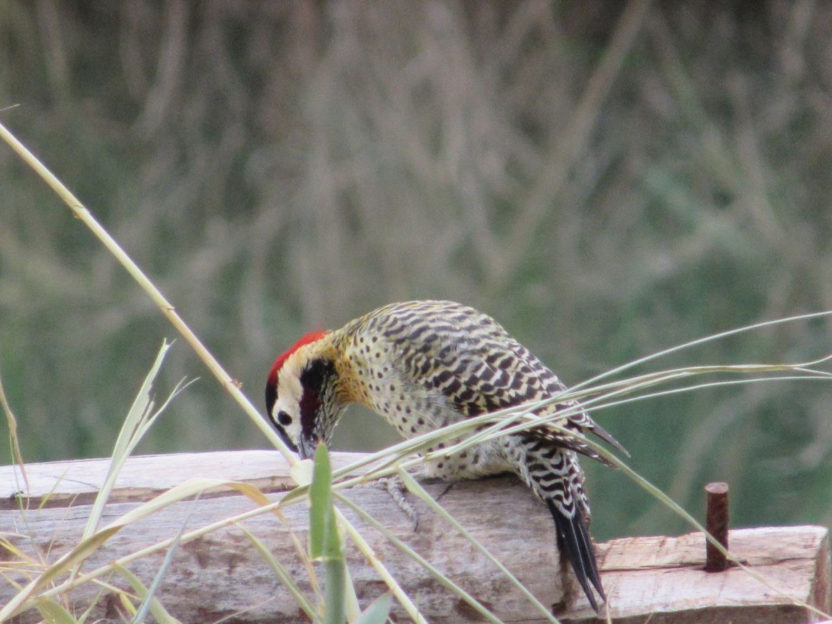 Green-barred Woodpecker - ML618984910