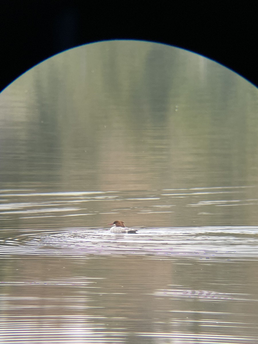 川秋沙 - ML618984914