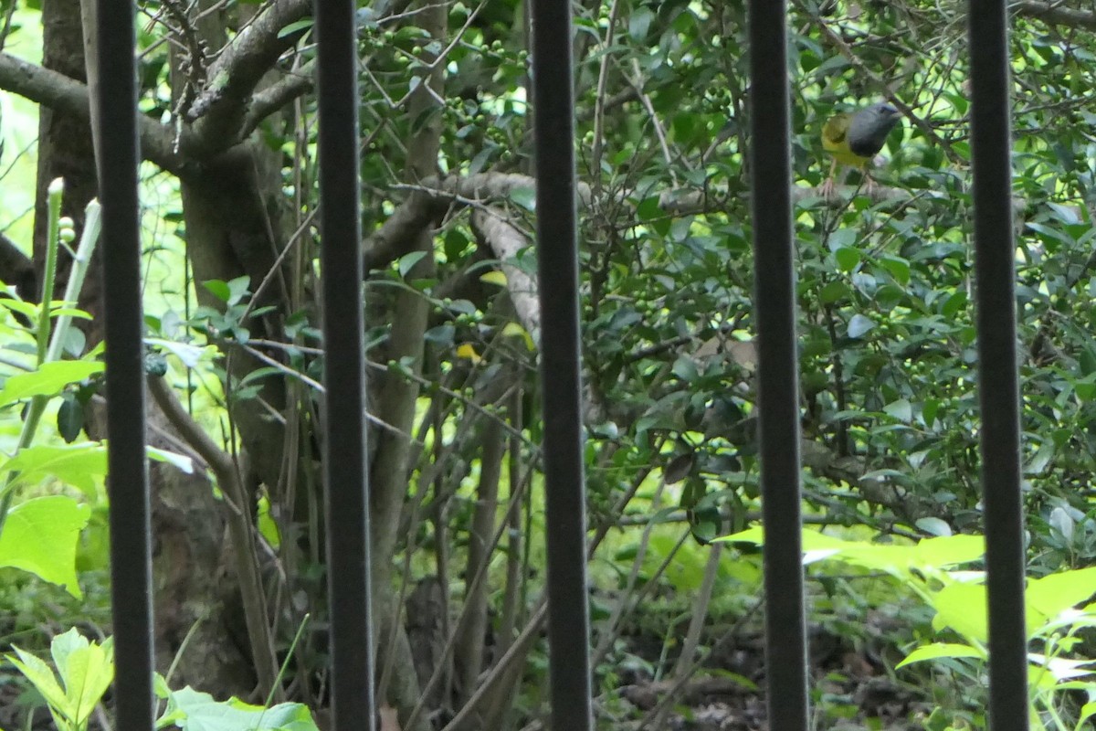 Mourning Warbler - Hermann Park Bird Survey
