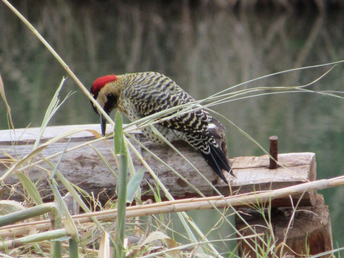 Green-barred Woodpecker - Abril Carrizo