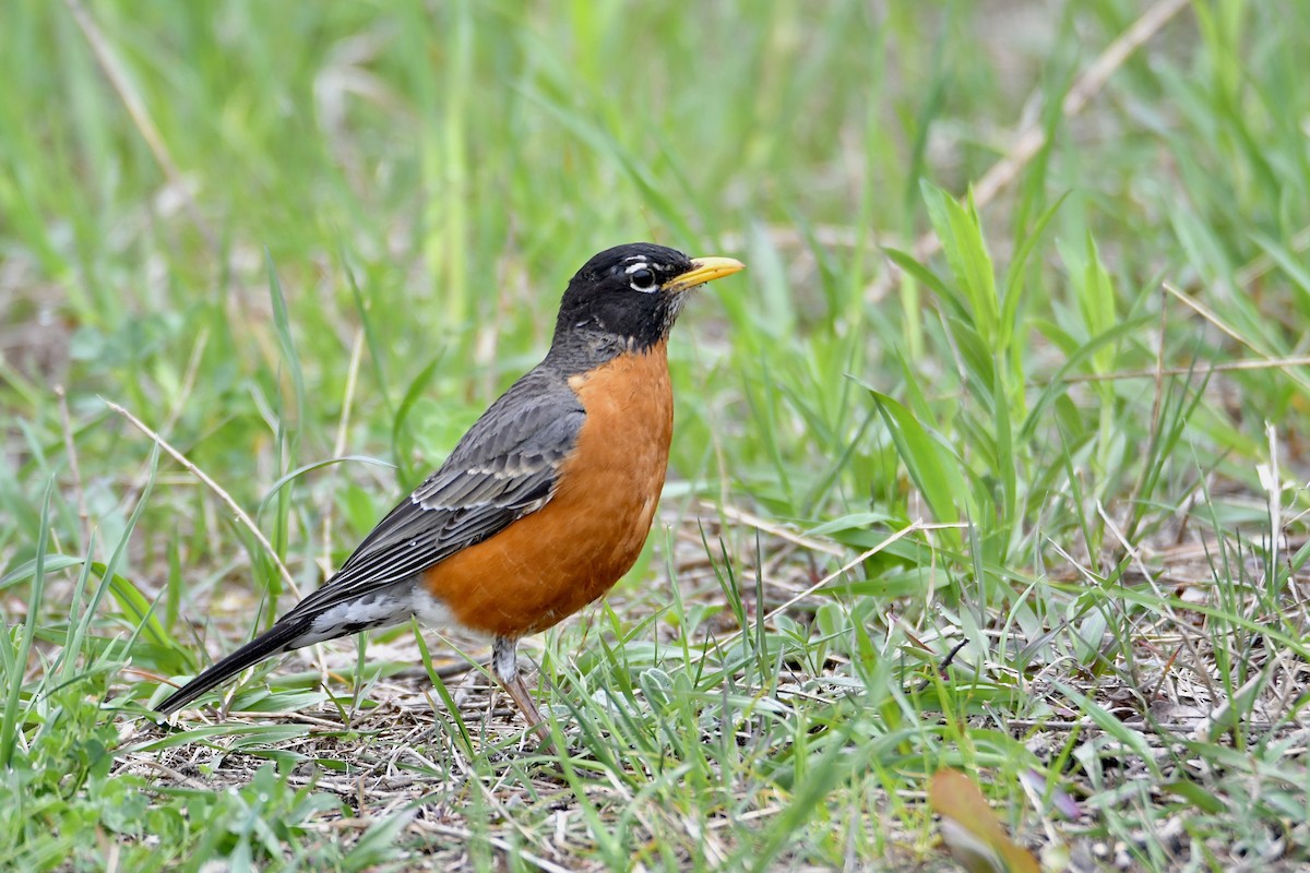 American Robin - ML618984929