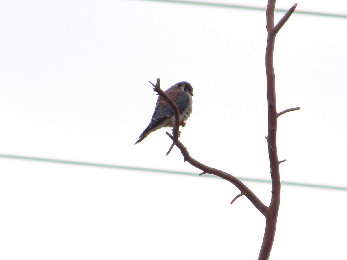 American Kestrel - ML618984944