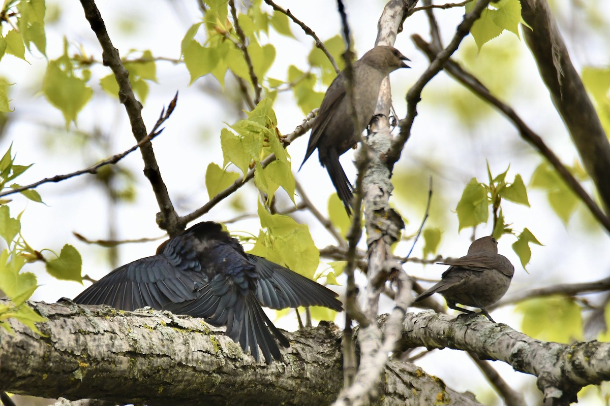 Brown-headed Cowbird - ML618984968