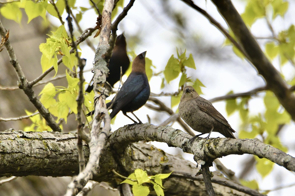 Brown-headed Cowbird - ML618984969