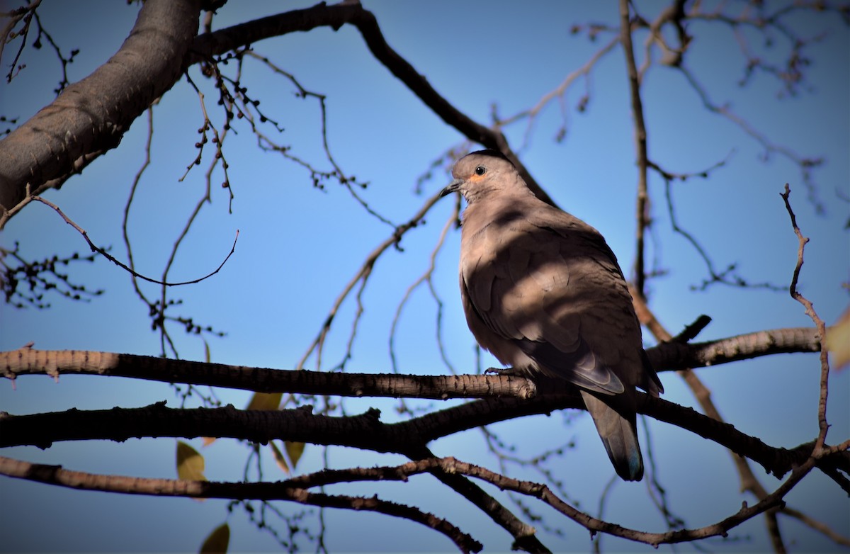 Black-winged Ground Dove - ML618984986