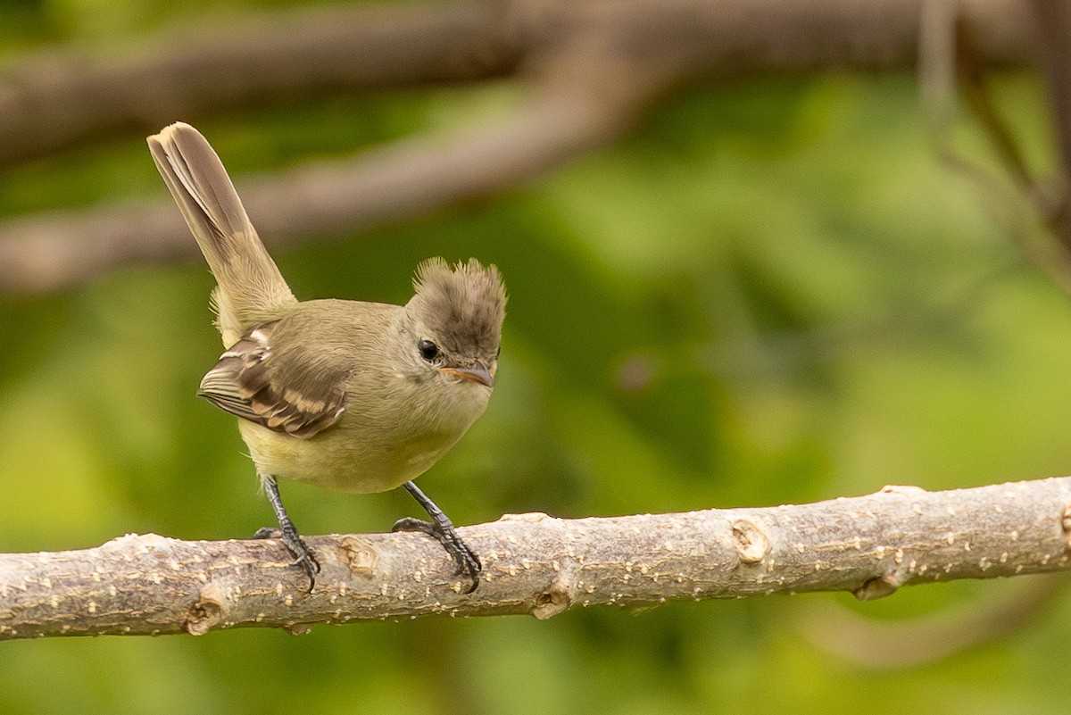 Southern Beardless-Tyrannulet (Northern) - Michael Cook