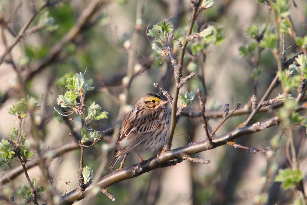 Savannah Sparrow - kosala rajapaksha