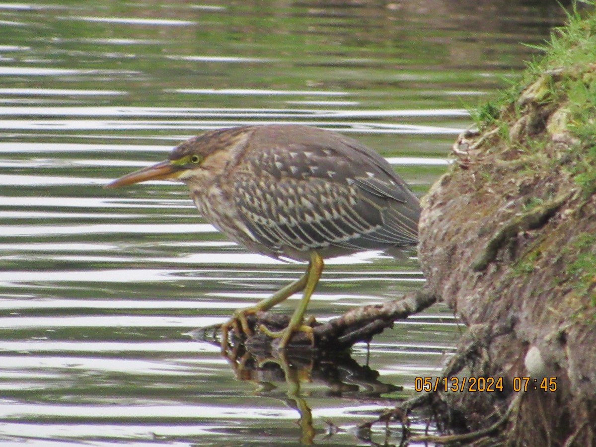 Green Heron - crdf bird