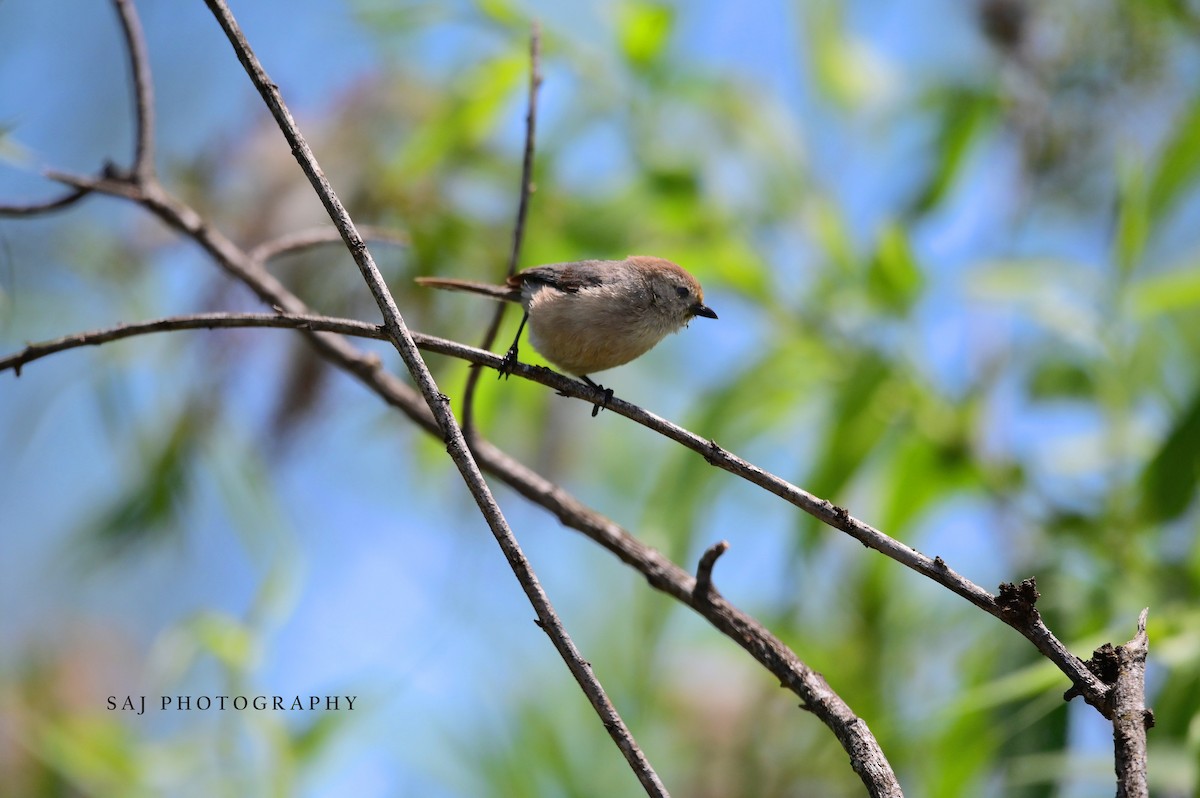 Bushtit - Scott Jack