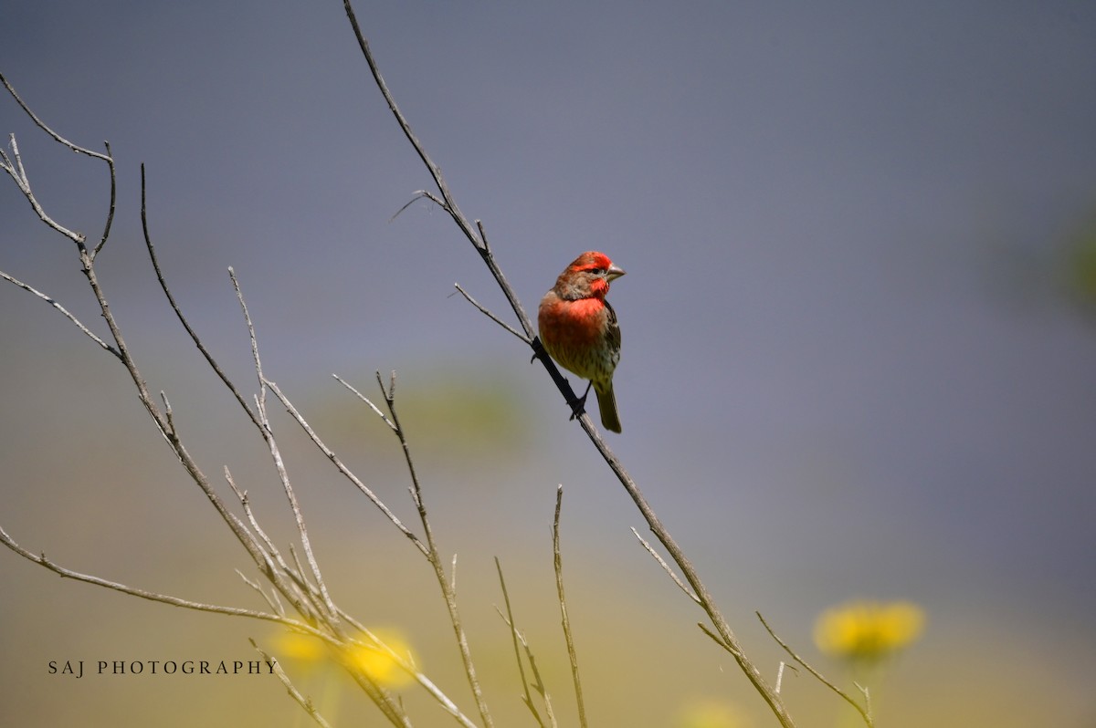 House Finch - Scott Jack