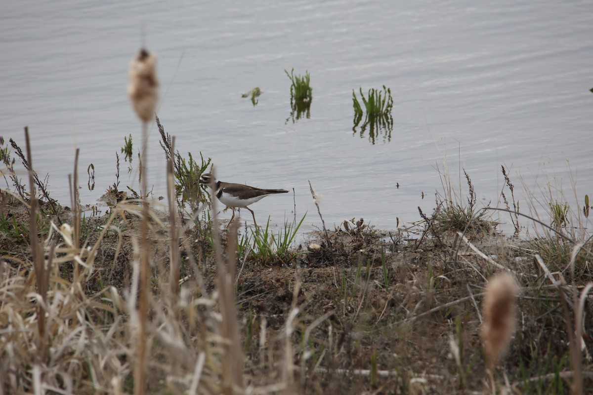 Killdeer - kosala rajapaksha