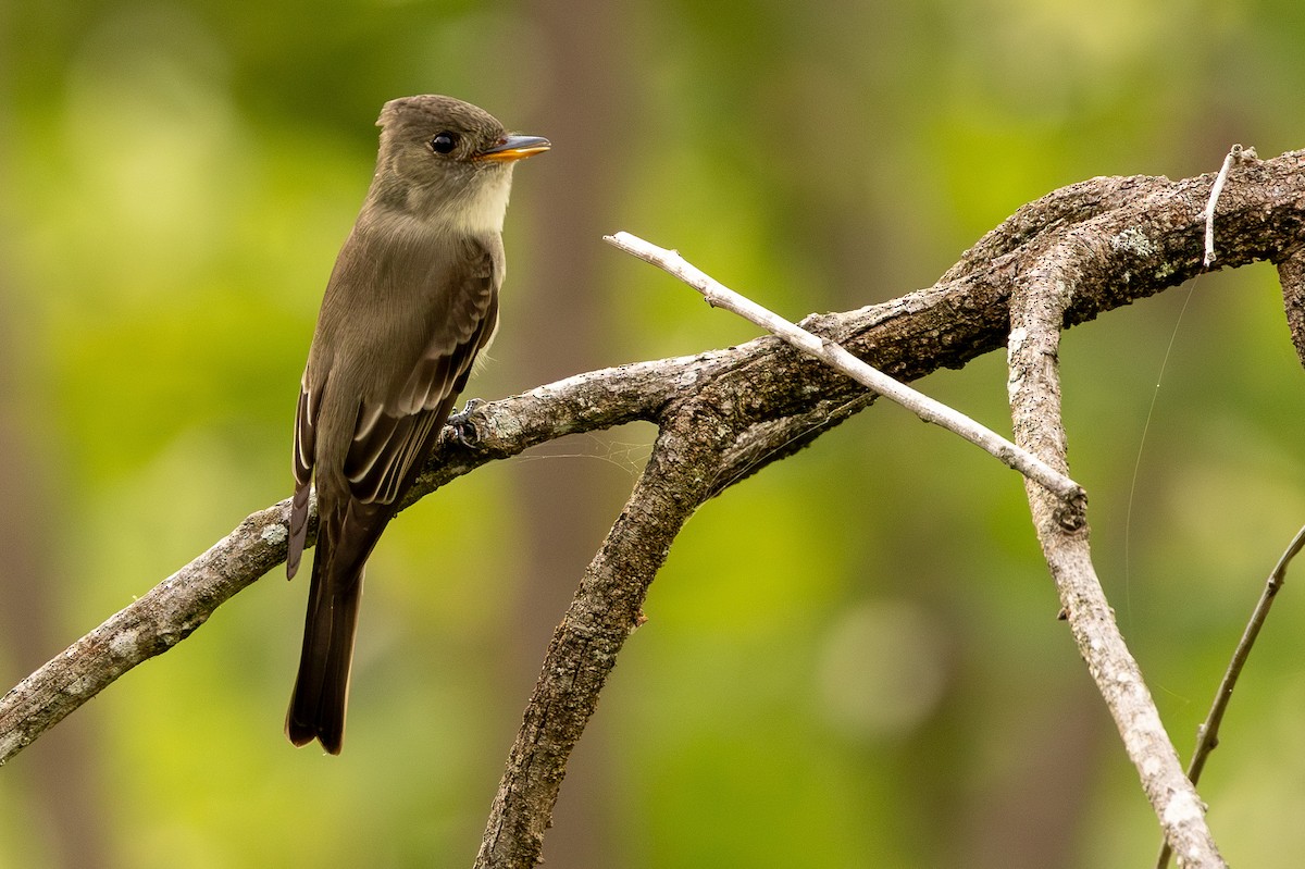 Northern Tropical Pewee - Michael Cook