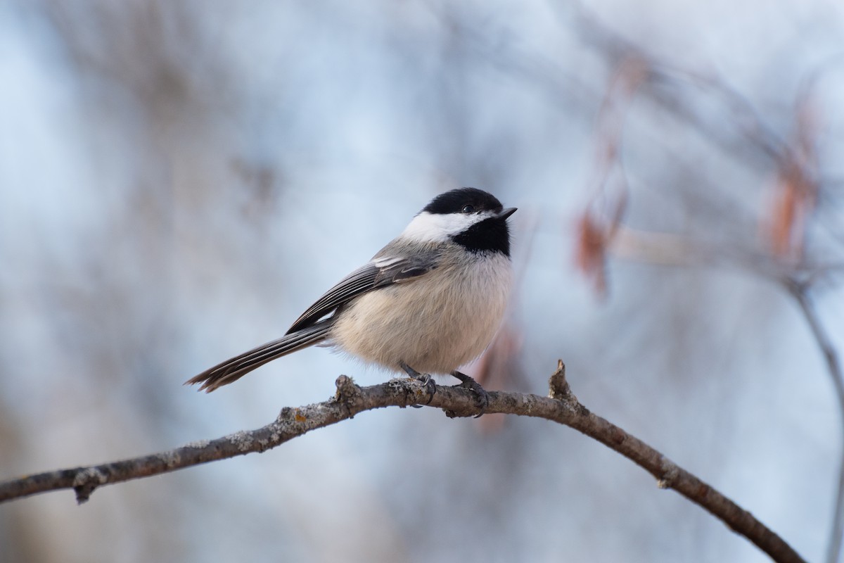 Black-capped Chickadee - Madalin Bernt