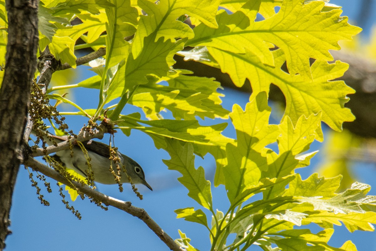 Blue-gray Gnatcatcher - Joshua  Vincent