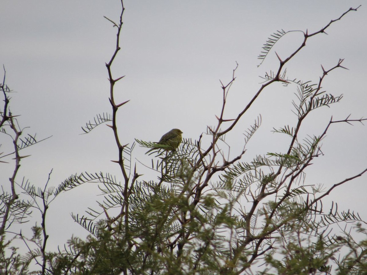 Saffron Finch - Abril Carrizo