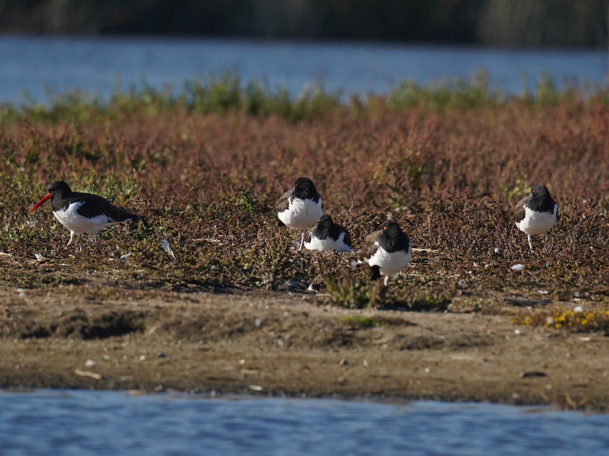 American Oystercatcher - ML618985079